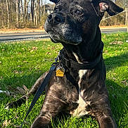 Barney joined the competition — help win amazing prizes! dog, black_dog, grass, outdoor, nature, trees, leaves, sunlight, sky, collar, leash, pet, canine, animal, portrait, resting, daylight, muzzle, ears, road