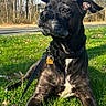 dog, black_dog, grass, outdoor, nature, trees, leaves, sunlight, sky, collar, leash, pet, canine, animal, portrait, resting, daylight, muzzle, ears, road