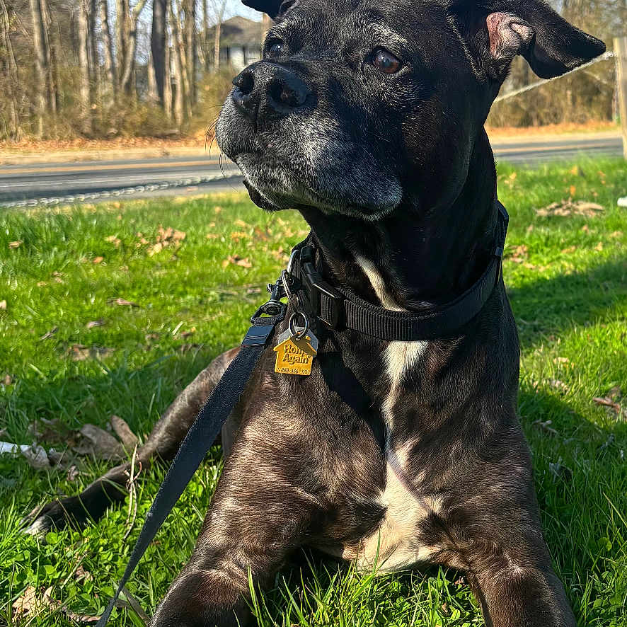 Barney joined the competition — help win amazing prizes! dog, black_dog, grass, outdoor, nature, trees, leaves, sunlight, sky, collar, leash, pet, canine, animal, portrait, resting, daylight, muzzle, ears, road