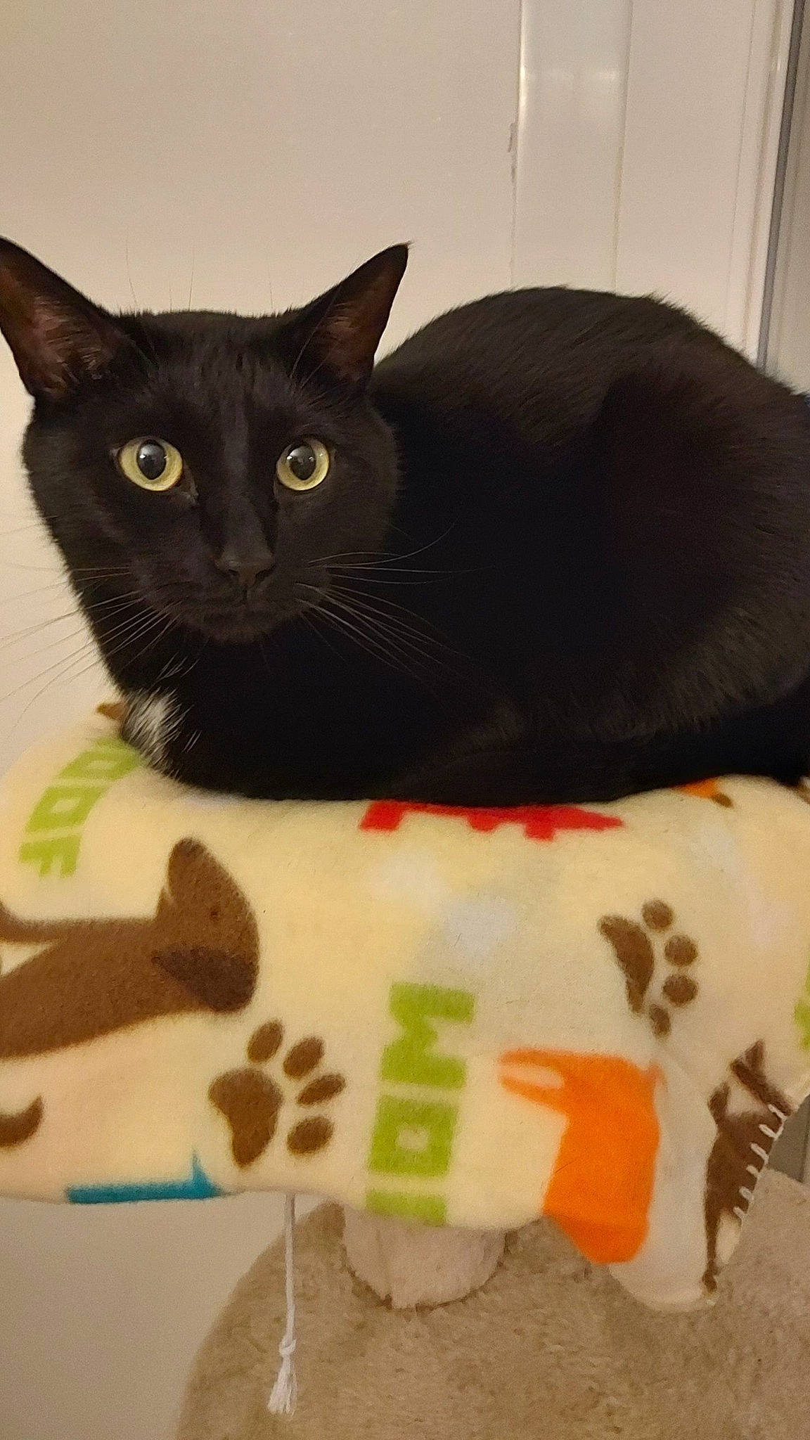 Chachou a rejoint le concours — aidez-le/la à gagner de superbes lots ! black_cat, carmine, carnivore, cat, cat_supply, comfort, domestic_short_haired_cat, felidae, fur, linens, pattern, paw, pet_supply, small_to_medium_sized_cats, snout, sweetness, tail, whiskers, window, working_animal