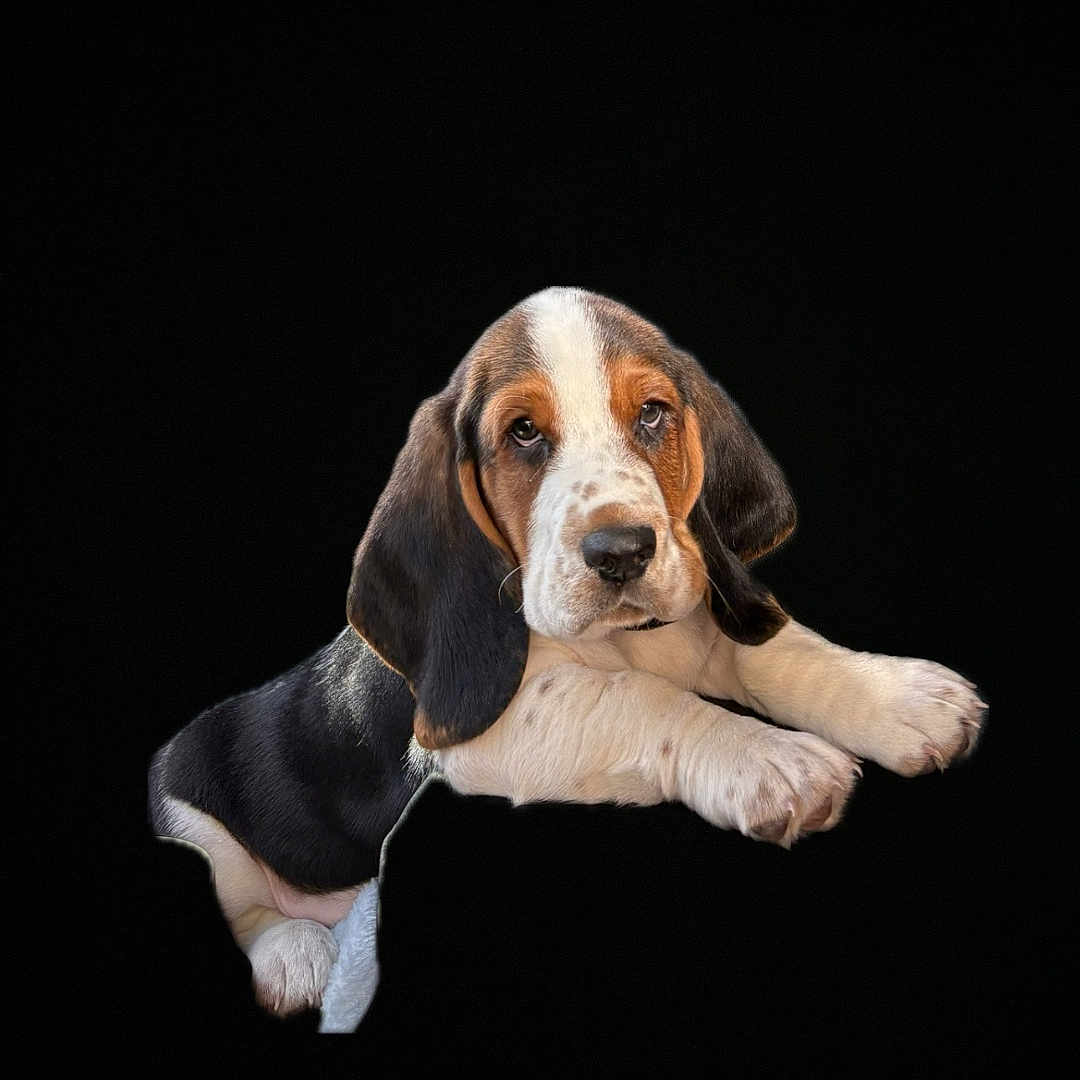 Boo joined the competition — help win amazing prizes! animal, beagle, canine, dog, hound, pet, pointer, puppy, snout