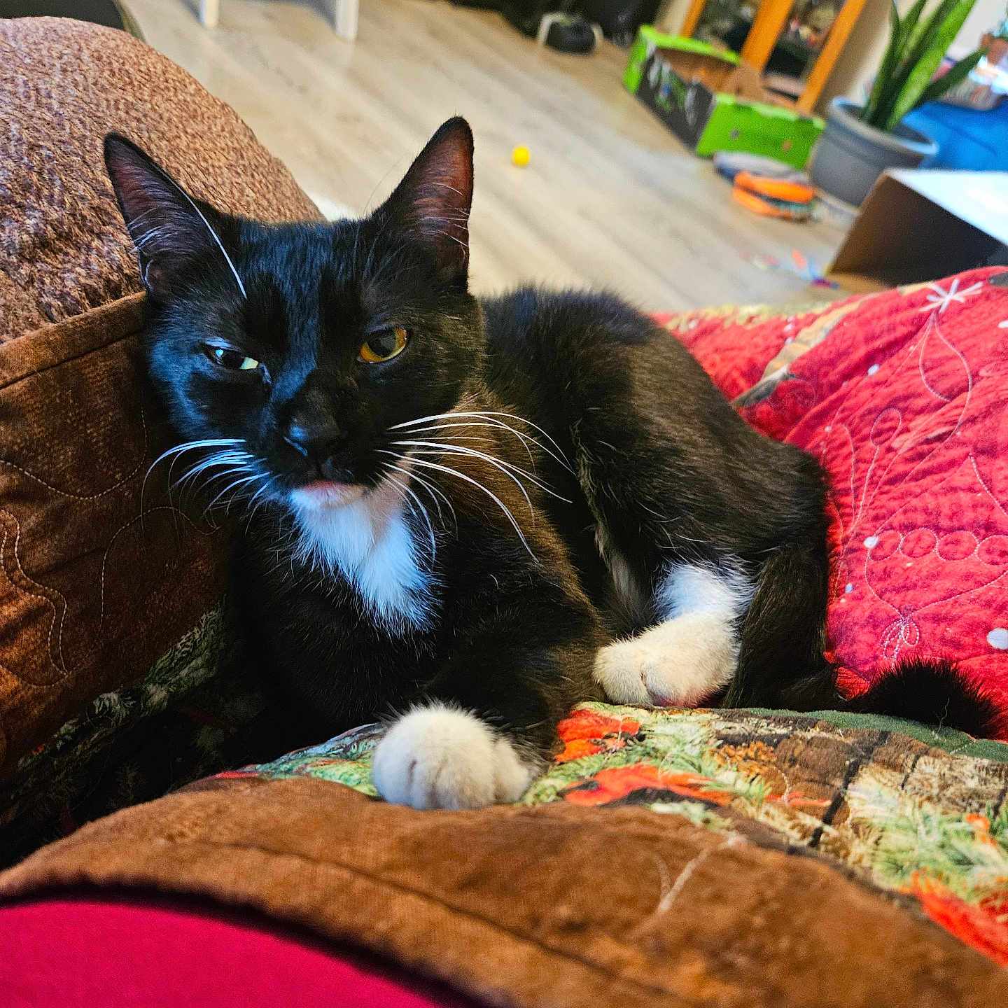 Jezzabelle is registered to the contest to win money with this photo: accessories, animal, architecture, bag, box, building, cat, chair, couch, cushion, furniture, handbag, homedecor, indoors, interiordesign, livingroom, pet, plant, room, wood