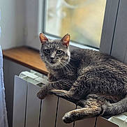 Avoine participe au concours pour gagner de l'argent avec cette photo : cat, gray_cat, tabby, pet, animal, indoor, window, radiator, fur, whiskers, relaxing, resting, sunlight, home, cozy, feline, looking, curious, domestic, comfort