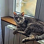cat, gray_cat, tabby, pet, animal, indoor, window, radiator, fur, whiskers, relaxing, resting, sunlight, home, cozy, feline, looking, curious, domestic, comfort