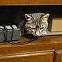 Avoine participe au concours pour gagner de l'argent avec cette photo : cat, gray_cat, tabby, wooden_cabinet, electronics, cord, box, indoor, curious, pet, animal, feline, face, ears, whiskers, shelf, hidden, exploration, closeup, domestic