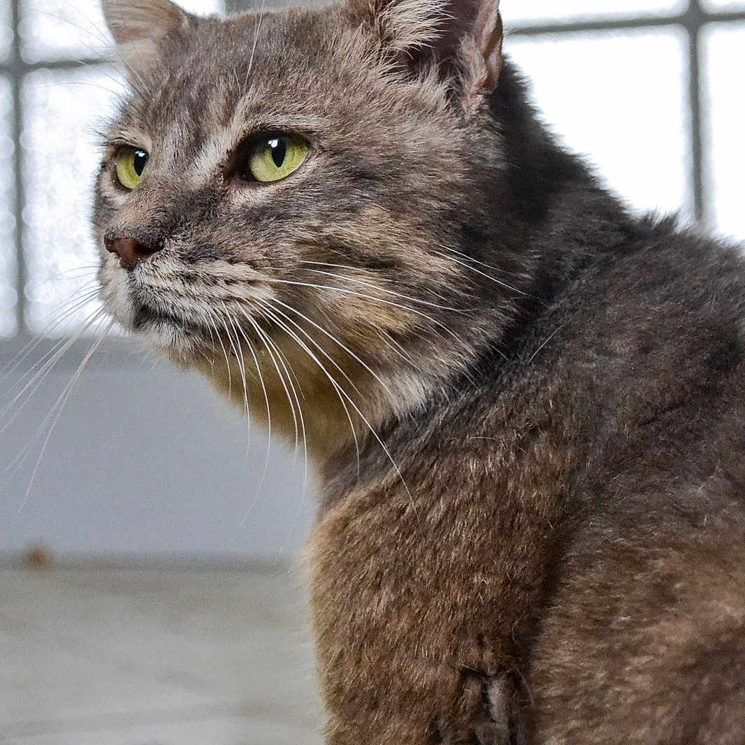Avoine participe au concours pour gagner de l'argent avec cette photo : animal, cat, close_up, domestic_cat, ears, face, feline, floor, fur, gray_tabby, green_eyes, indoor, light, looking_away, pet, portrait, quiet, sitting, whiskers, window