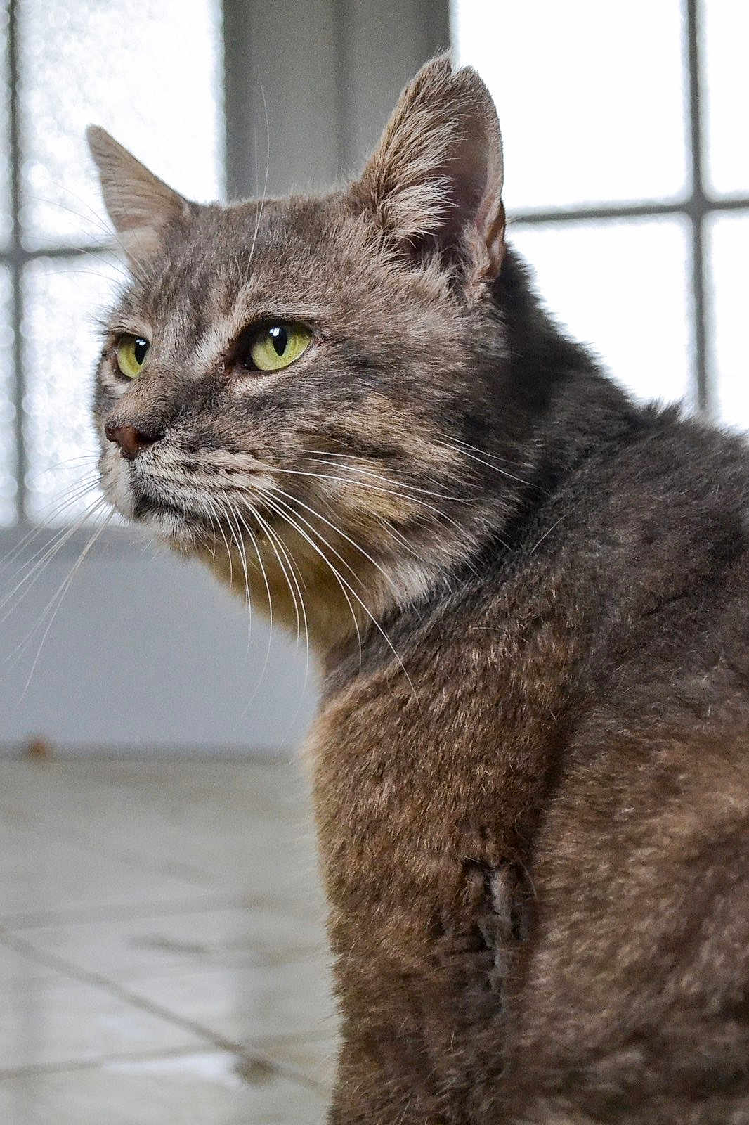 Avoine participe au concours pour gagner de l'argent avec cette photo : cat, gray_tabby, indoor, close_up, green_eyes, feline, whiskers, fur, window, light, portrait, pet, animal, face, ears, sitting, looking_away, domestic_cat, floor, quiet