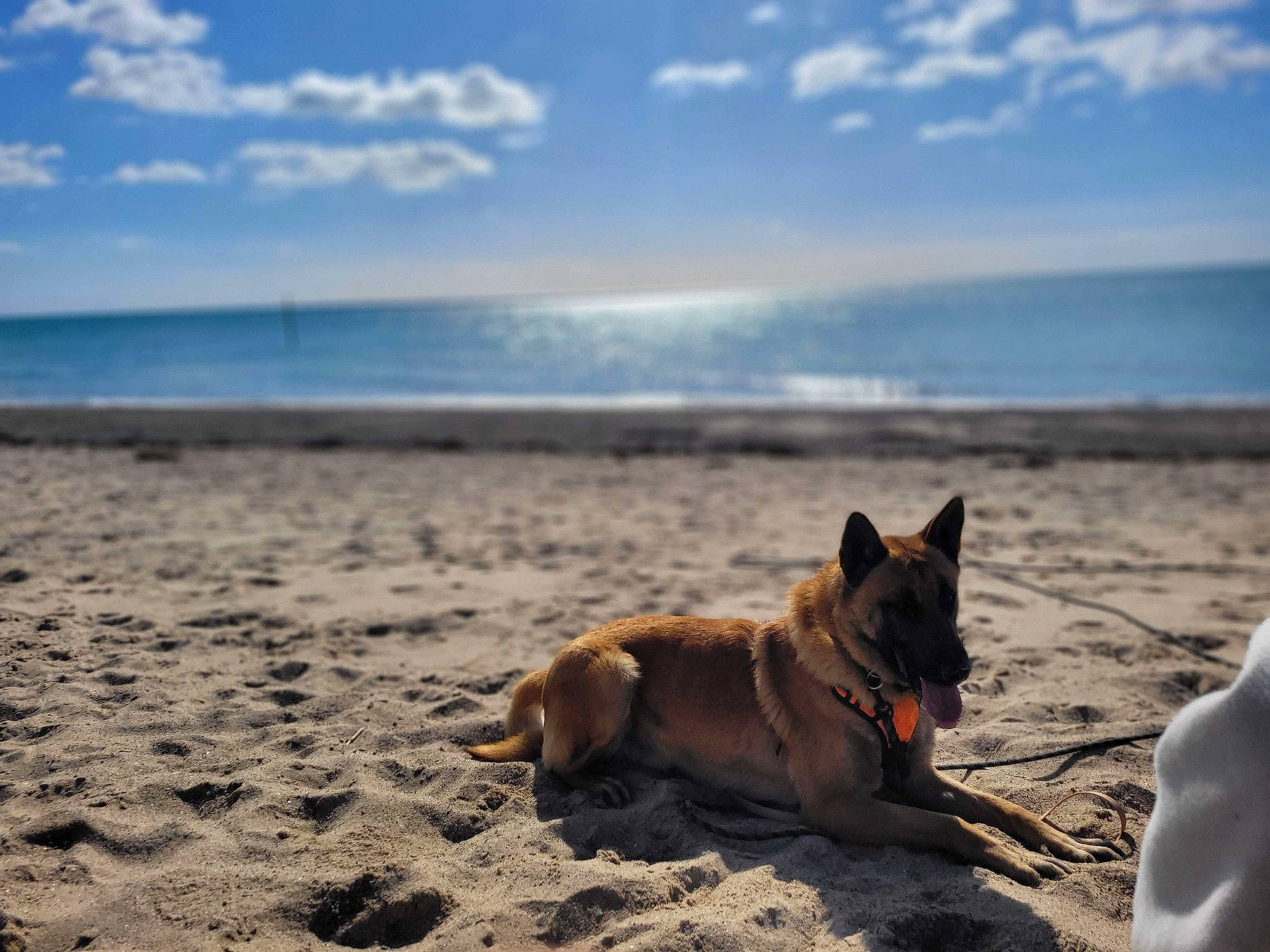 Tiger participe au concours pour gagner de l'argent avec cette photo : beach, canidae, carnivore, cloud, coast, companion_dog, dog, dog_breed, dog_supply, fawn, horizon, landscape, ocean, sand, sky, snout, sporting_group, tail, water, working_animal