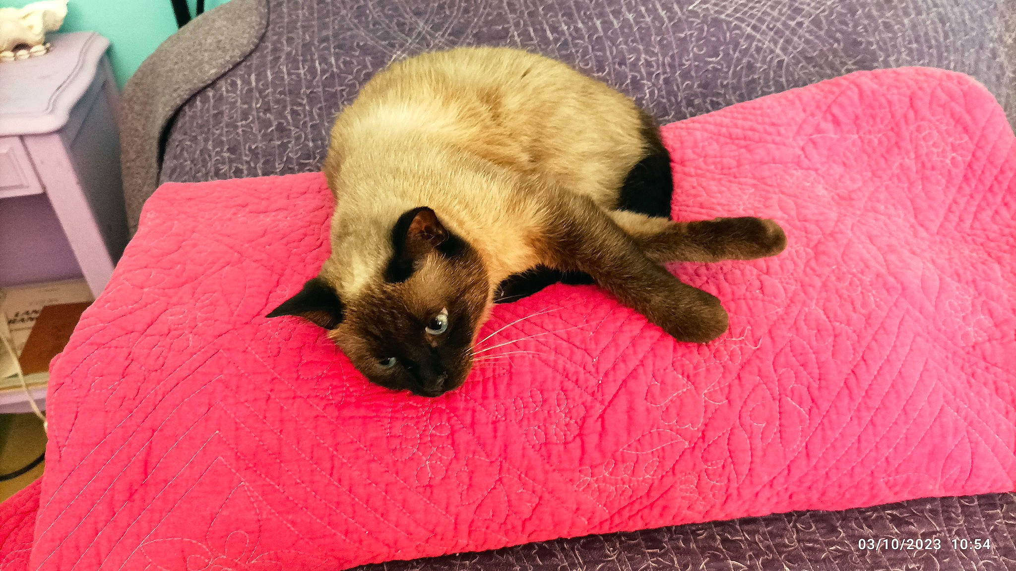 Nounoursette participe au concours pour gagner de l'argent avec cette photo : balinese, carnivore, cat, claw, comfort, dog_breed, domestic_short_haired_cat, fawn, felidae, flooring, fur, linens, magenta, nap, siamese, small_to_medium_sized_cats, tail, thai, whiskers