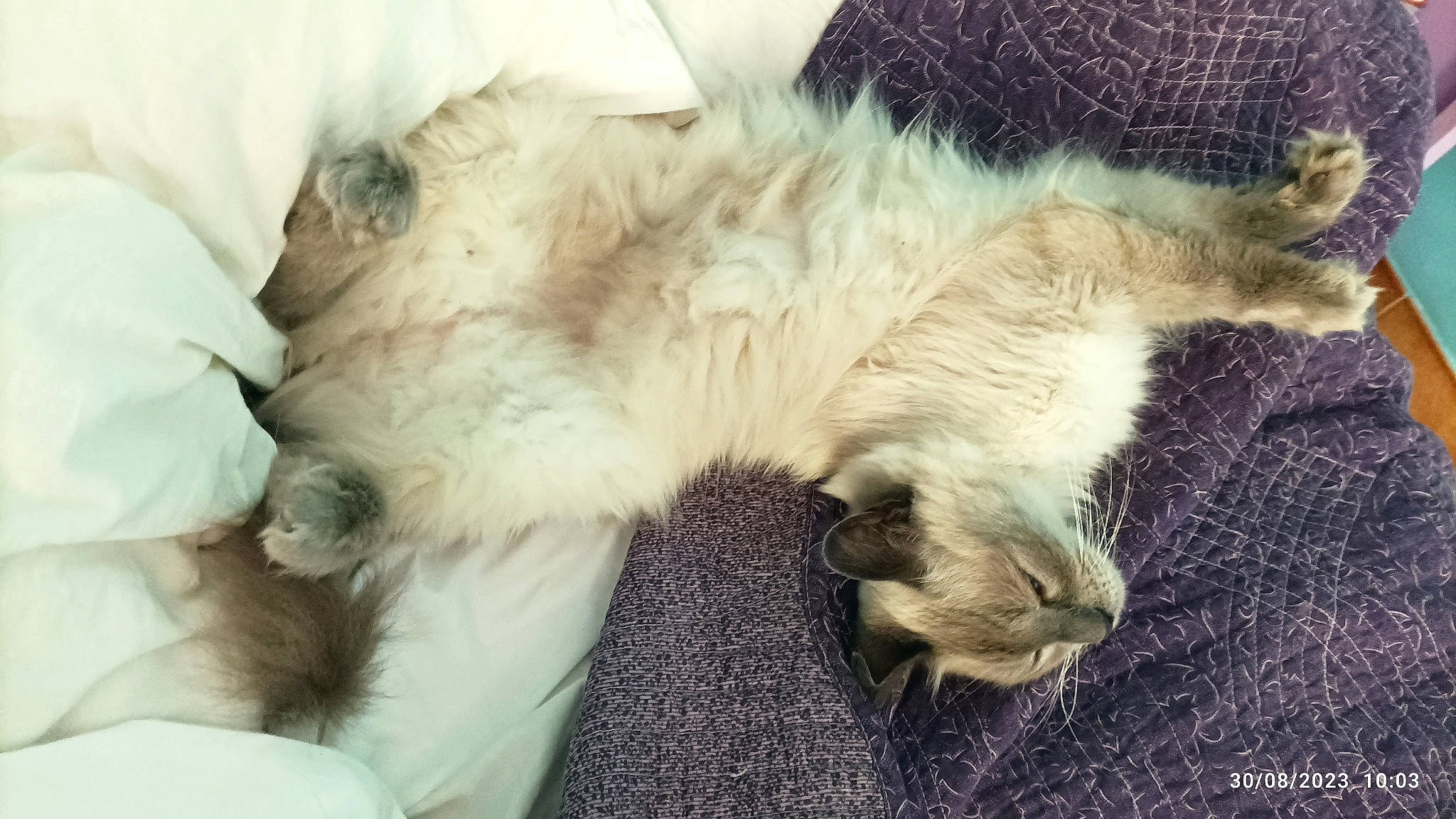 Lalou a rejoint le concours — aidez-le/la à gagner de superbes lots ! canidae, carnivore, cat, claw, comfort, companion_dog, dog_breed, fawn, felidae, foot, fur, nap, paw, sleep, small_to_medium_sized_cats, snout, sporting_group, tail, terrestrial_animal, whiskers