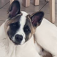 Ogan participe au concours pour gagner de l'argent avec cette photo : animal, black, chair, companion, curious, cute, dog, domestic, ears, floor, furniture, indoor, lying_down, pet, puppy, resting, tile, white, wood, young