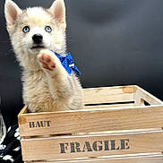 Birdy participe au concours pour gagner de l'argent avec cette photo : adorable, black_background, blanket, blue_eyes, canine, cute, dog, fluffy, fragile, indoor, paw, paw_prints, pet, pointed_ears, portrait, puppy, raised_paw, studio, white_fur, wooden_crate
