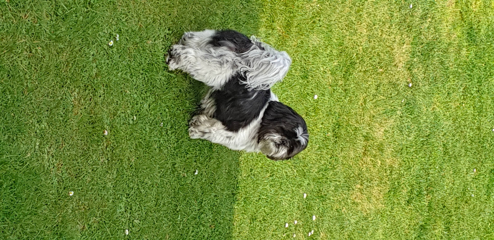 Jumper a rejoint le concours — aidez-le/la à gagner de superbes lots ! canidae, carnivore, companion_dog, dog, dog_breed, fur, grass, grassland, groundcover, herding_dog, lawn, plant, small_terrier, sporting_group, tail, terrier, toy_dog, water_dog, working_animal, working_dog