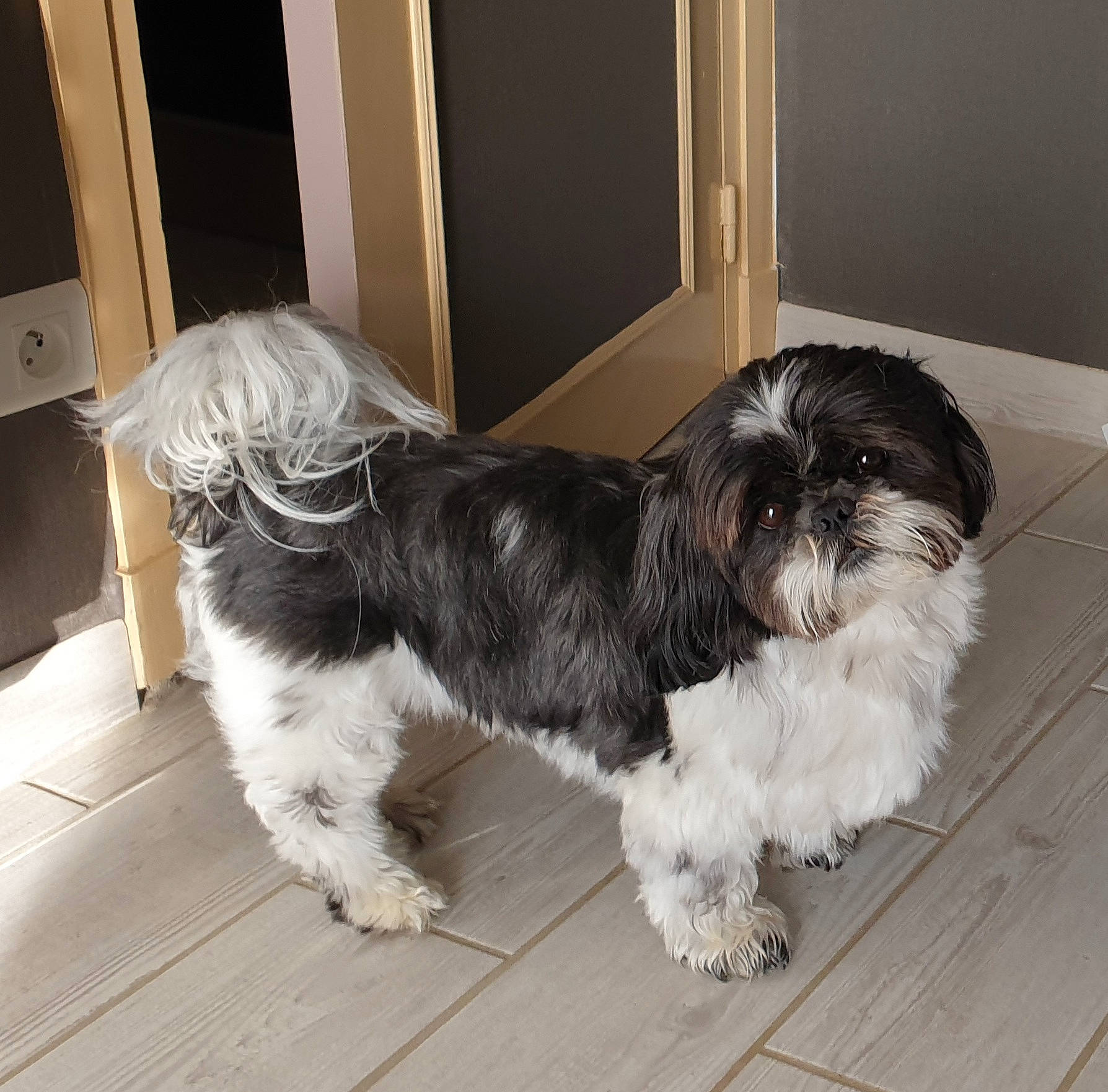 Jumper a rejoint le concours — aidez-le/la à gagner de superbes lots ! canidae, carnivore, companion_dog, dog, dog_breed, door, flooring, fur, hardwood, liver, shih_poo, shih_tzu, small_terrier, snout, sporting_group, tail, terrier, toy_dog, water_dog, working_animal