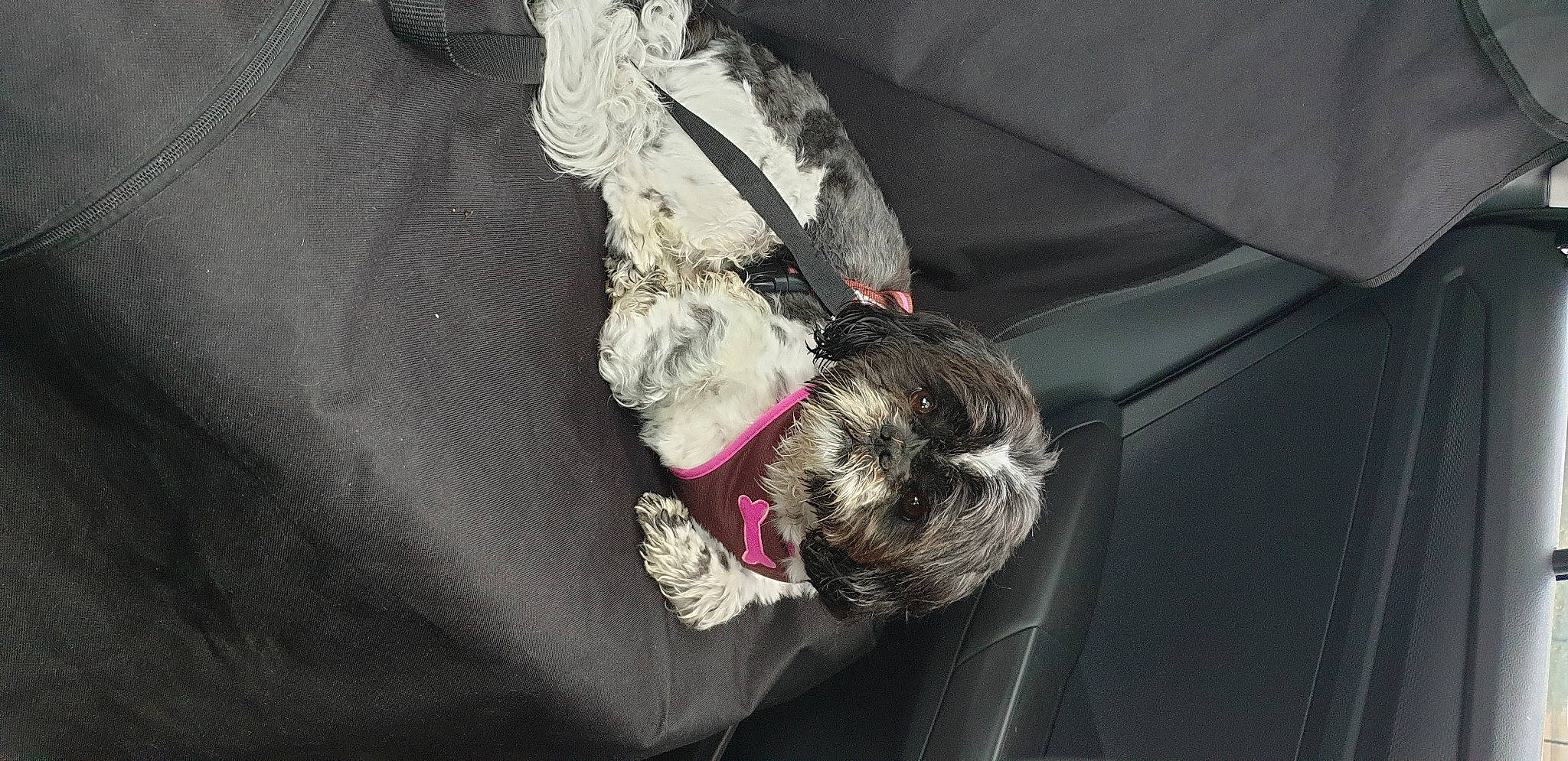 Jumper a rejoint le concours — aidez-le/la à gagner de superbes lots ! carnivore, collar, companion_dog, dog, dog_breed, dog_collar, dog_supply, fawn, fur, grey, guard_dog, leash, liver, pet_supply, schnauzer, snout, sporting_group, tail, terrier, working_animal