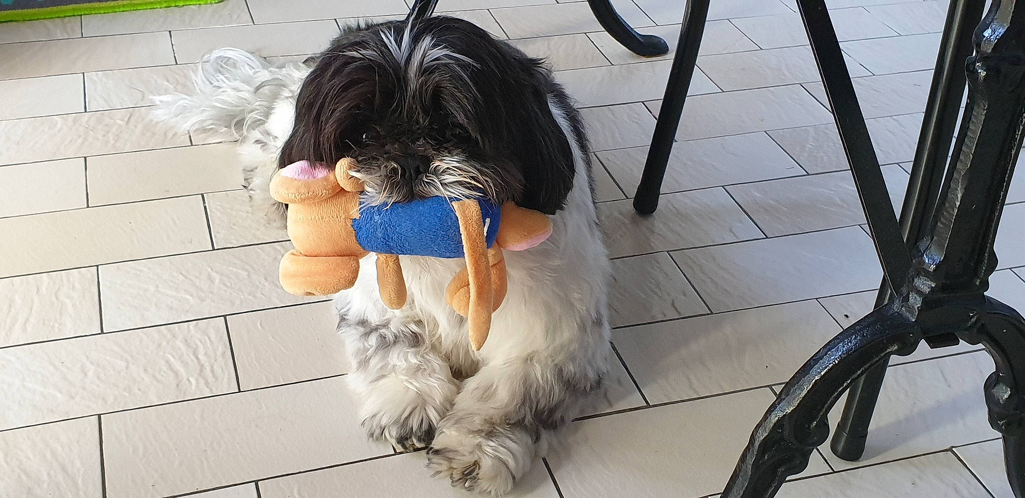 Jumper a rejoint le concours — aidez-le/la à gagner de superbes lots ! carnivore, companion_dog, dog, dog_breed, dog_clothes, dog_collar, dog_supply, electric_blue, fashion_accessory, flooring, fur, mammal, sidewalk, small_terrier, snout, sporting_group, tail, terrier, toy_dog, working_animal