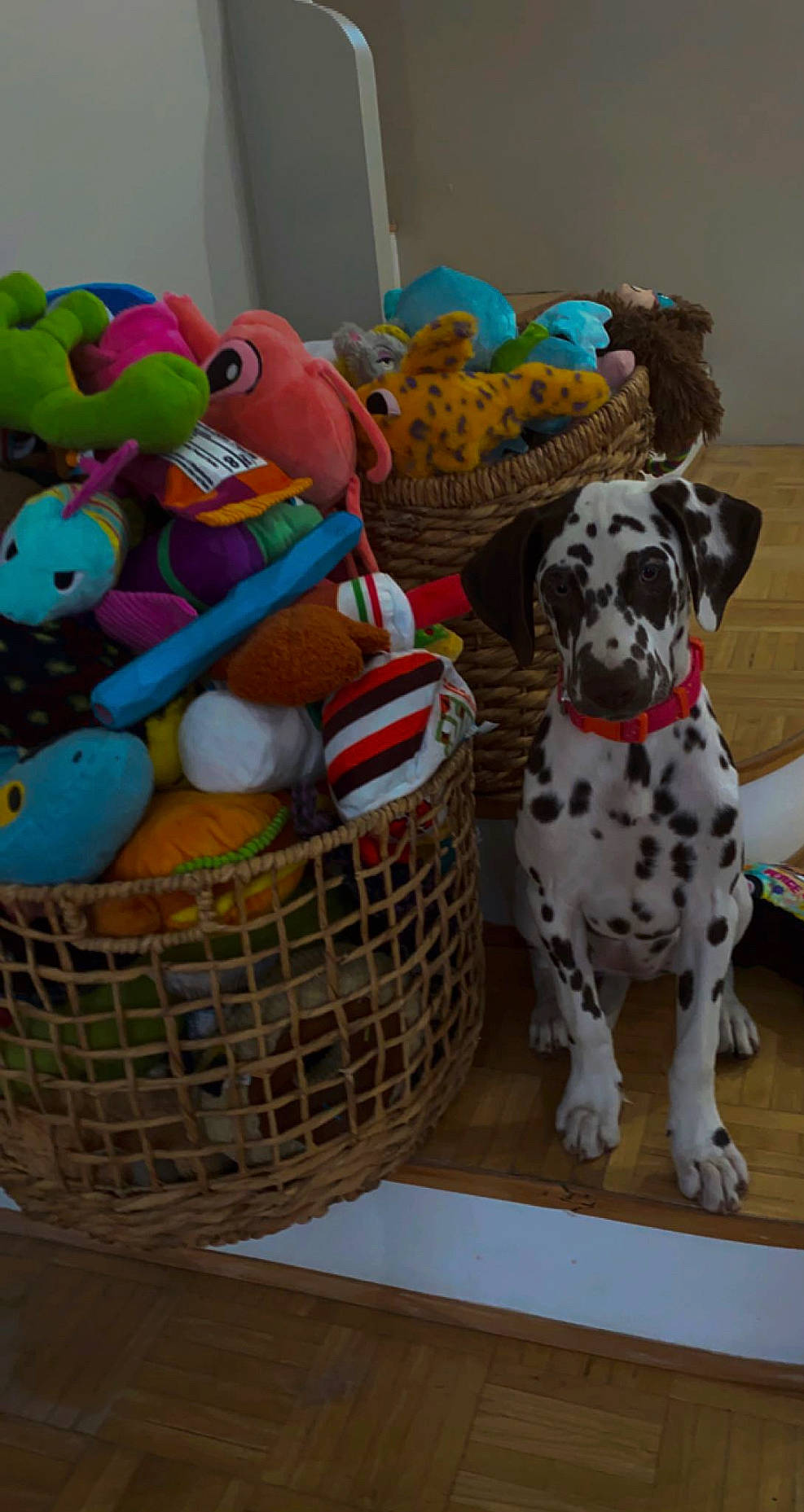 Harlo Eve joined the competition — help win amazing prizes! baby_toys, basket, carnivore, companion_dog, dalmatian, dog, dog_breed, dog_collar, dog_supply, event, mammal, pattern, pet_supply, plush, sporting_group, stuffed_toy, toy, vertebrate, wool, working_animal