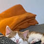 animal, blanket, cat, comfort, cozy, cute, ears, fabric, fur, furniture, indoor, kitten, orange, pet, pink_nose, relaxation, resting, sleeping, soft, white