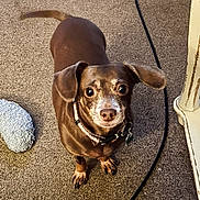 Chocolet joined the competition — help win amazing prizes! dog, brown_dog, carpet, indoor, pet, small_dog, floor, blanket, cable, curious, looking_up, collar, ears, animal, companion, cute, domestic, fur, nostrils, paws