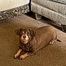 dog, brown, carpet, living_room, furniture, couch, pet, indoor, floor, small_dog, collar, relaxed, animal, ears, eyes, home, laying_down, cozy, decor, cute