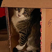 Martin is registered to the contest to win money with this photo: cat, tabby, cardboard_box, curious, indoor, pet, feline, whiskers, fur, striped, tail, cute, animal, eyes, home, cozy, sitting, box, playful, mystery
