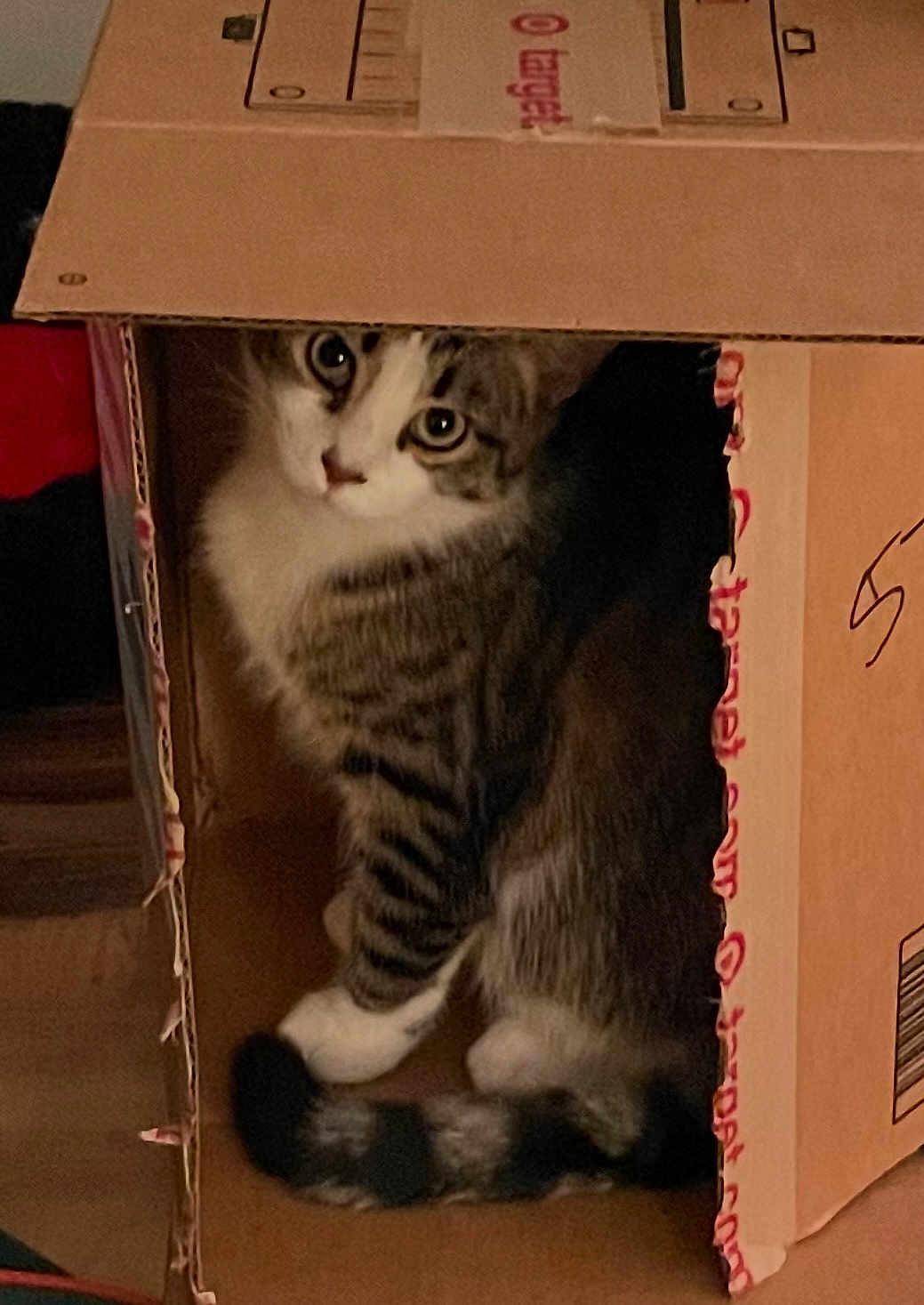 Martin is registered to the contest to win money with this photo: cat, tabby, cardboard_box, curious, indoor, pet, feline, whiskers, fur, striped, tail, cute, animal, eyes, home, cozy, sitting, box, playful, mystery
