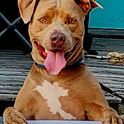 Jaxson is registered to the contest to win money with this photo: dog, pitbull, tongue_out, smiling, happy, brown_dog, white_patch, outdoor, wooden_deck, collar, pet, canine, front_paws, close_up, animal, playful, friendly, leashed, door, background
