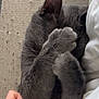 cat, gray_cat, paw, hand, bed, blanket, cozy, feline, pet, cute, sleeping, resting, indoor, soft, close_up, animal, domestic_animal, fur, whiskers, relaxed