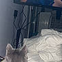 cat, gray_cat, television, tv_screen, person, face, blanket, bed, cables, indoor, furniture, watching, home, cozy, electronics, wall, radiator, remote_control, relaxing, animal