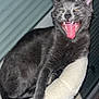 cat, gray_cat, pet, feline, fangs, tongue, yawning, cat_tree, indoor, pet_toy, fish_toy, fur, whiskers, animal, cute, relaxed, claws, paw, ears, sleepy