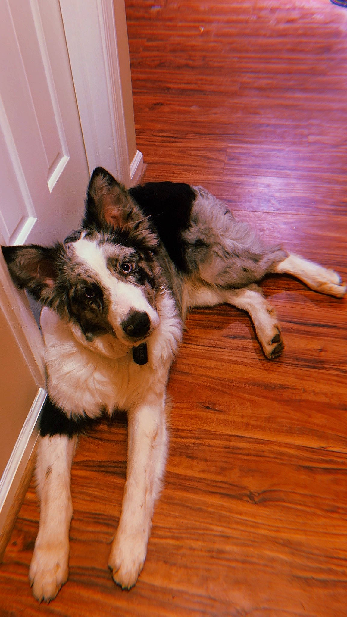 Diesel joined the competition — help win amazing prizes! canidae, carnivore, companion_dog, dog, dog_breed, door, fawn, floor, flooring, fur, hardwood, herding_dog, snout, sporting_group, tail, varnish, wood, wood_flooring, wood_stain, working_animal