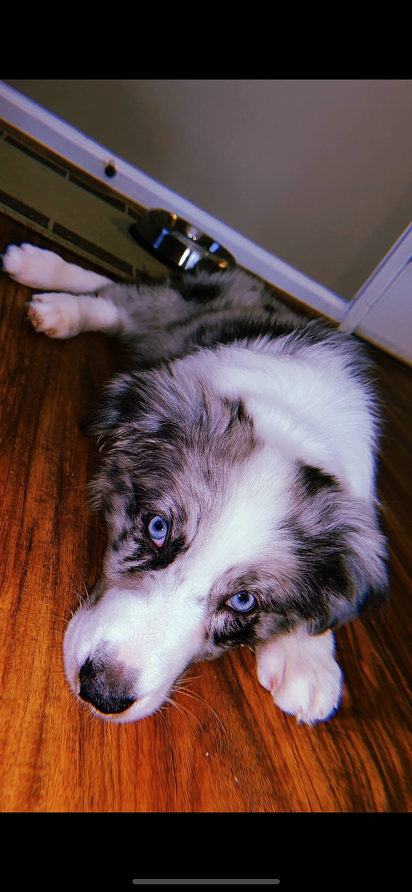 Diesel joined the competition — help win amazing prizes! border_collie, bored, canidae, carnivore, companion_dog, dog, dog_breed, flooring, fur, hardwood, herding_dog, mammal, miniature_australian_shepherd, sporting_group, terrestrial_animal, texas_heeler, whiskers, wood, working_animal, working_dog