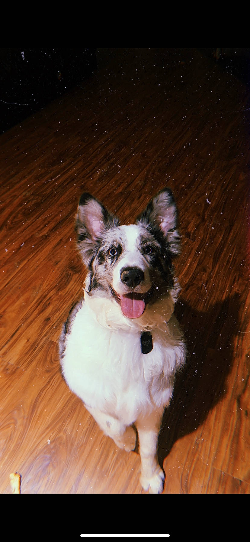 Diesel is registered to the contest to win money with this photo: canidae, carnivore, collar, companion_dog, dog, dog_breed, dog_collar, dog_supply, fawn, flooring, fur, hardwood, snout, sporting_group, tail, toy_dog, whiskers, wood, wood_stain, working_animal