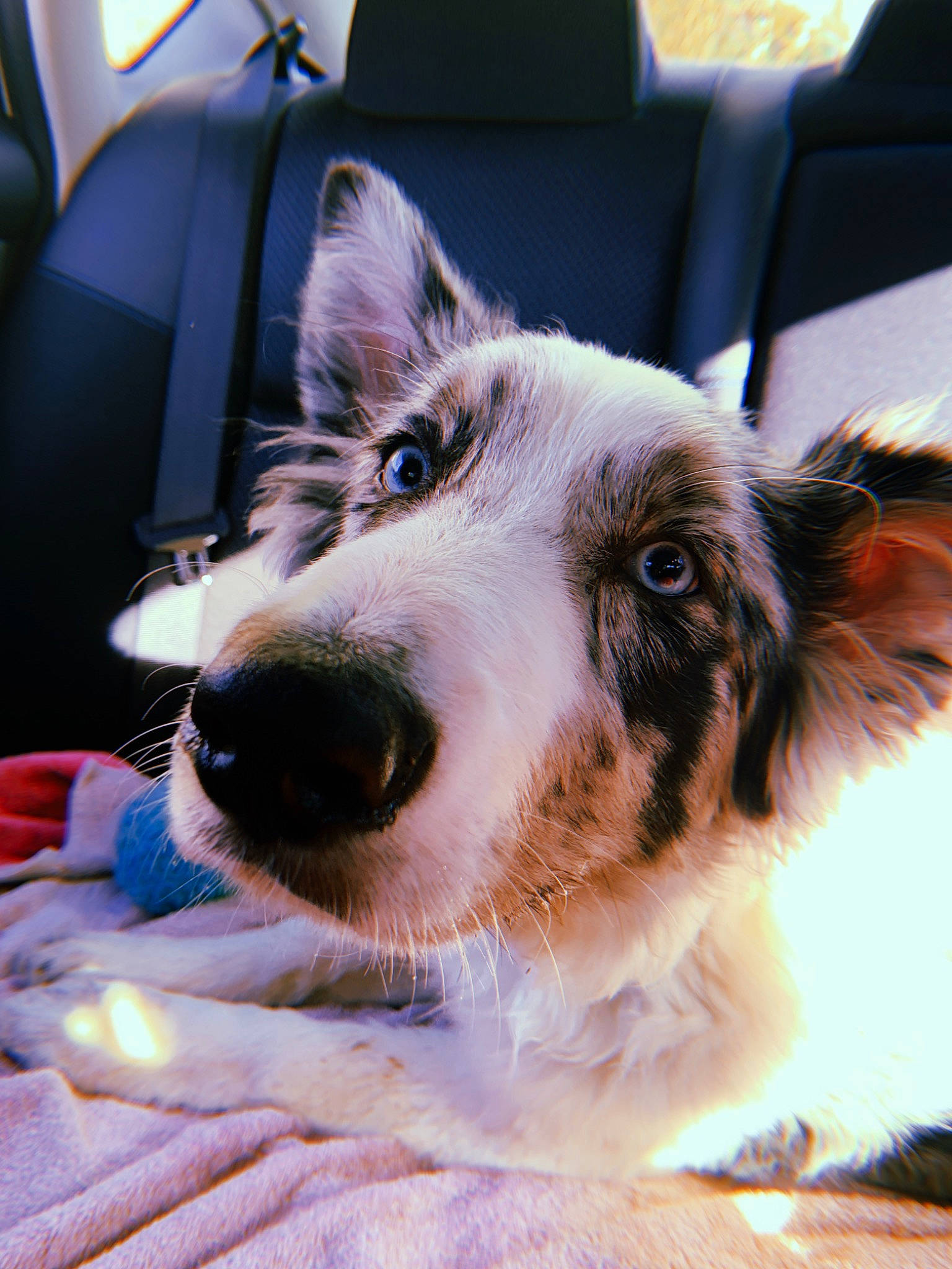 Diesel is registered to the contest to win money with this photo: australian_collie, auto_part, car_seat, carnivore, chair, collar, companion_dog, dog, dog_breed, dog_collar, foot, fur, herding_dog, light, paw, scotch_collie, snout, whiskers, working_animal, working_dog