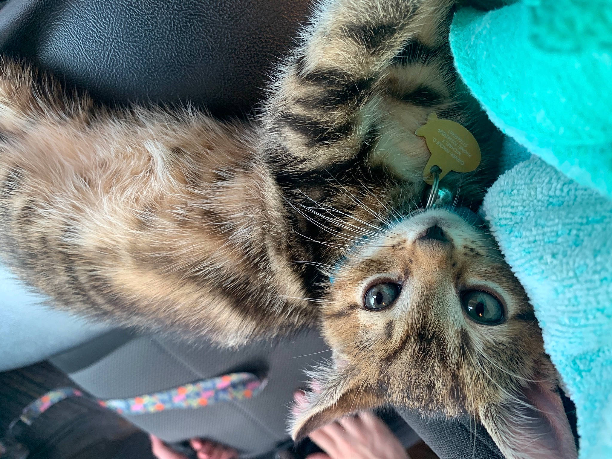 Bear joined the competition — help win amazing prizes! carnivore, cat, claw, close_up, comfort, domestic_short_haired_cat, felidae, fur, gesture, nap, organism, paw, plant, small_to_medium_sized_cats, tail, terrestrial_animal, tree, vertebrate, whiskers, wildlife