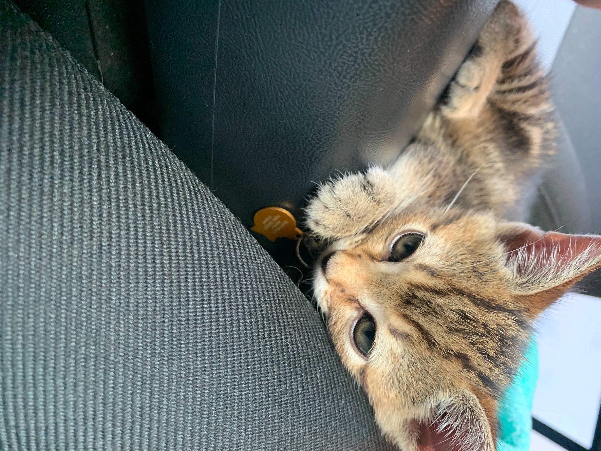 Bear joined the competition — help win amazing prizes! carnivore, cat, claw, comfort, domestic_short_haired_cat, fawn, felidae, fur, paw, small_to_medium_sized_cats, snout, tail, tree, whiskers, wildlife