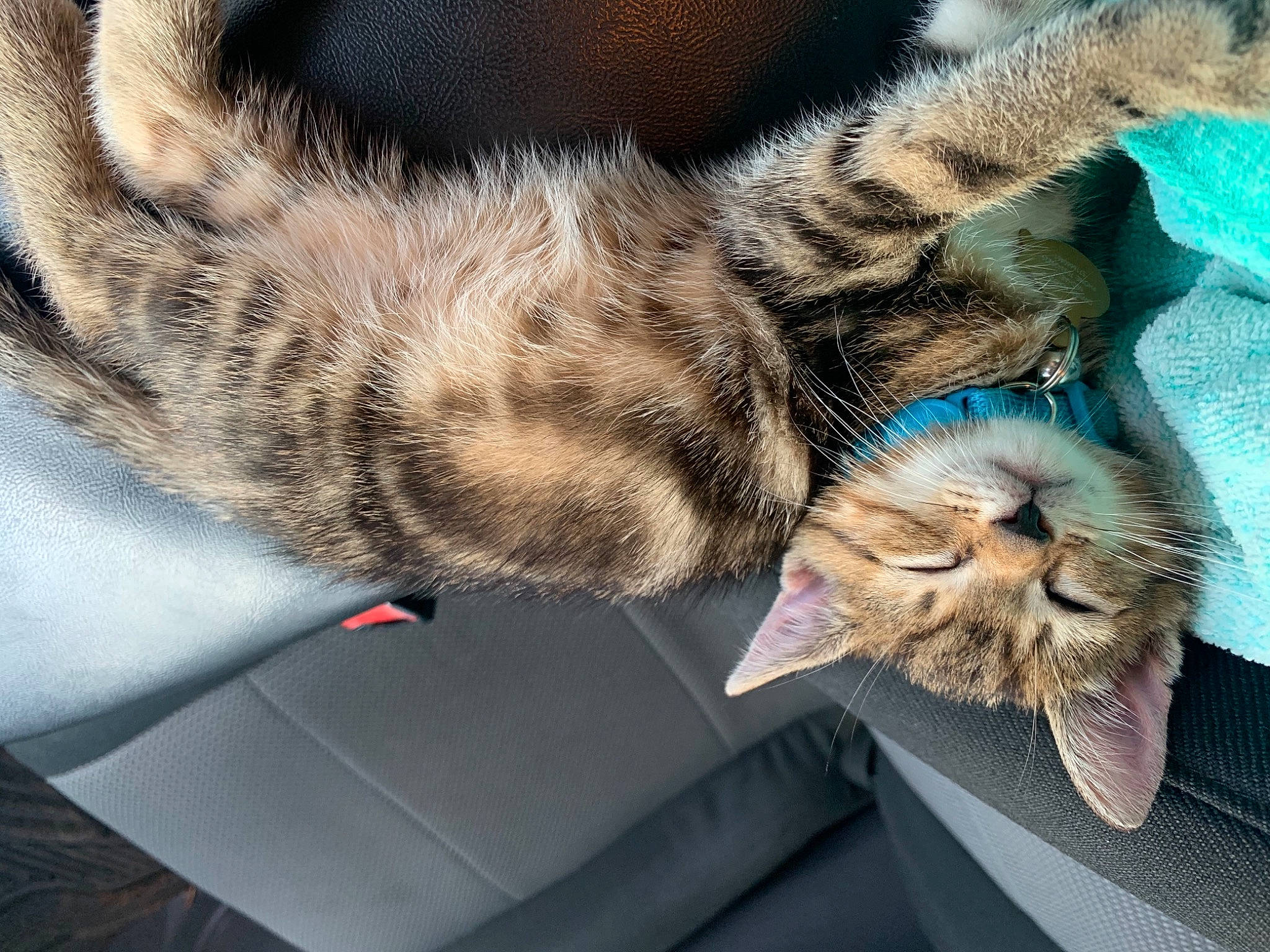 Bear is registered to the contest to win money with this photo: carnivore, cat, claw, comfort, domestic_short_haired_cat, felidae, fur, grey, mammal, nap, paw, sleep, small_to_medium_sized_cats, snout, tail, whiskers