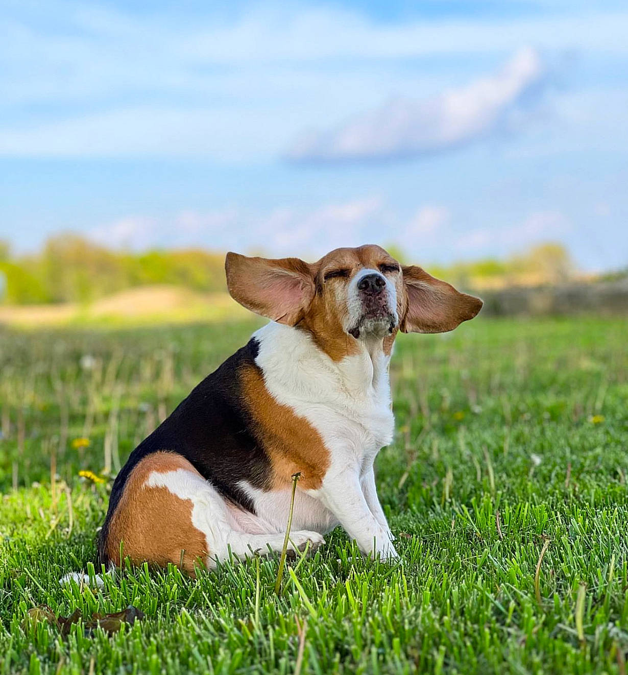 Ali joined the competition — help win amazing prizes! canidae, carnivore, cloud, companion_dog, dog, dog_breed, fawn, field, grass, grassland, happy, meadow, natural_landscape, people_in_nature, plant, prairie, sky, snout, sporting_group, terrestrial_animal