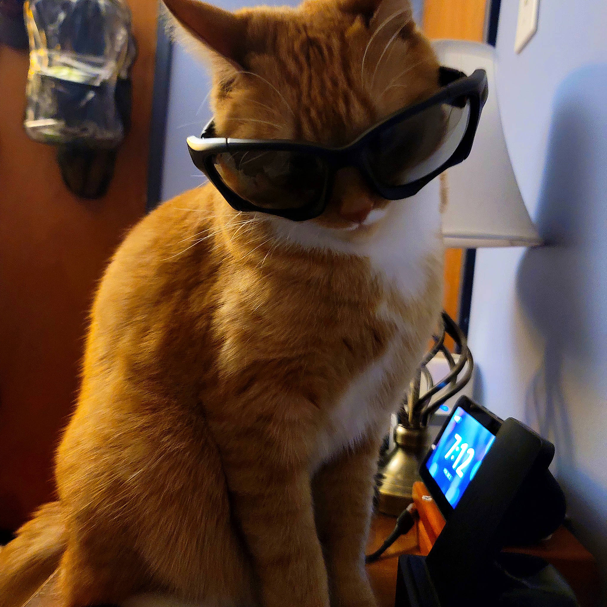 Mikey joined the competition — help win amazing prizes! bag, carnivore, cat, comfort, domestic_short_haired_cat, eyewear, fashion_accessory, fawn, felidae, fur, glasses, moustache, paw, personal_protective_equipment, small_to_medium_sized_cats, snout, sunglasses, tail, vision_care, whiskers