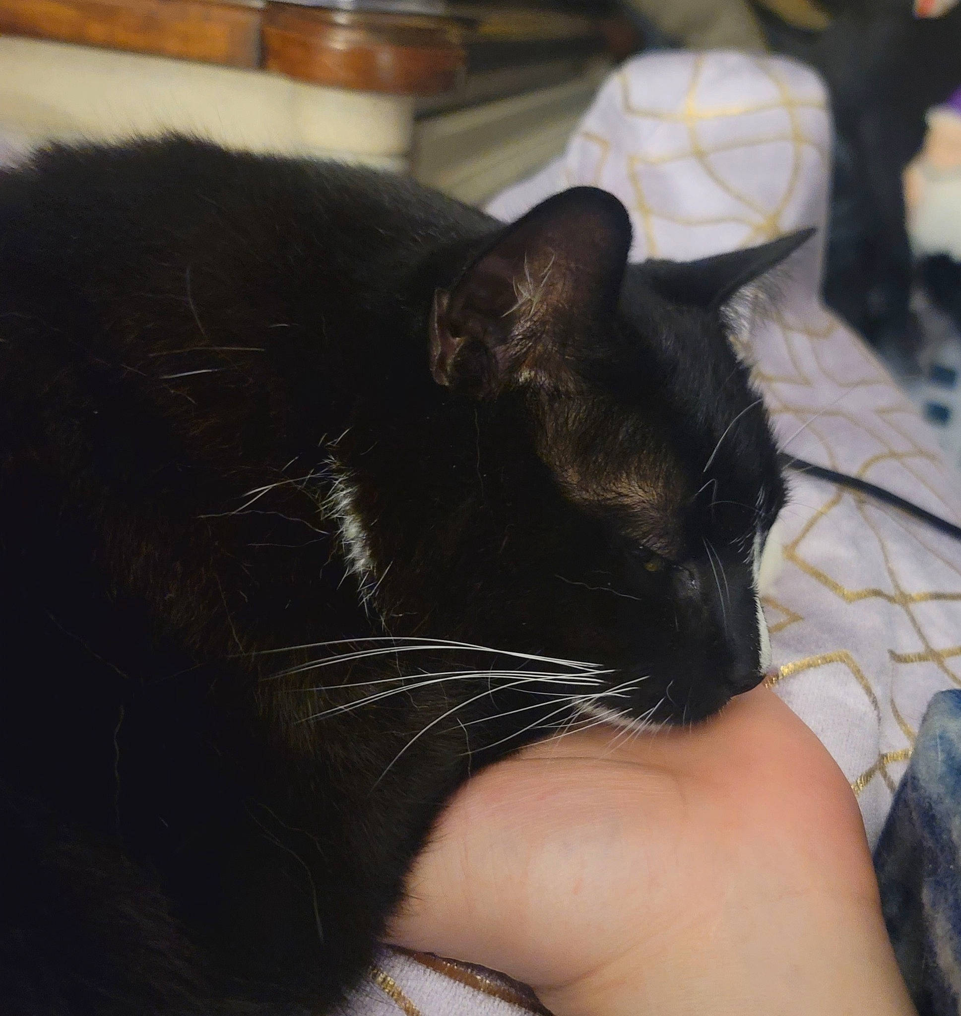 Johnny is registered to the contest to win money with this photo: black_cat, carnivore, cat, claw, comfort, domestic_short_haired_cat, ear, felidae, fur, gesture, human_leg, nail, nap, sleep, small_to_medium_sized_cats, snout, tail, whiskers