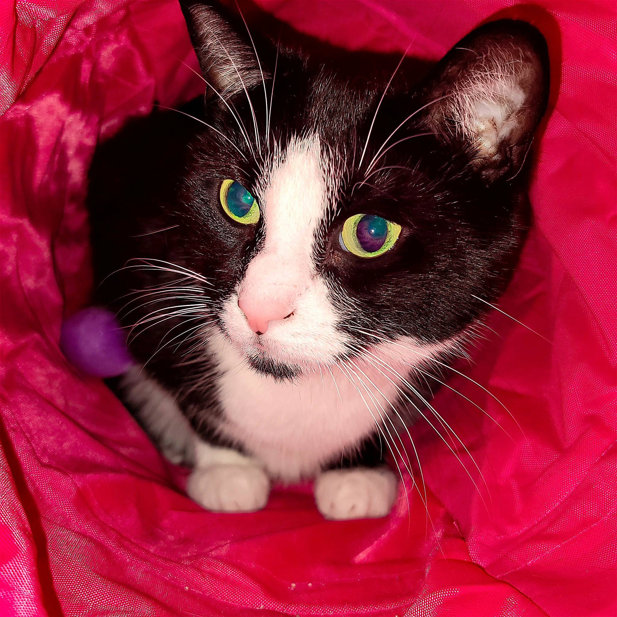 Freddy joined the competition — help win amazing prizes! carnivore, cat, cat_supply, close_up, comfort, domestic_short_haired_cat, electric_blue, eye, felidae, fur, iris, magenta, nose, paw, pet_supply, photography, small_to_medium_sized_cats, snout, tail, whiskers