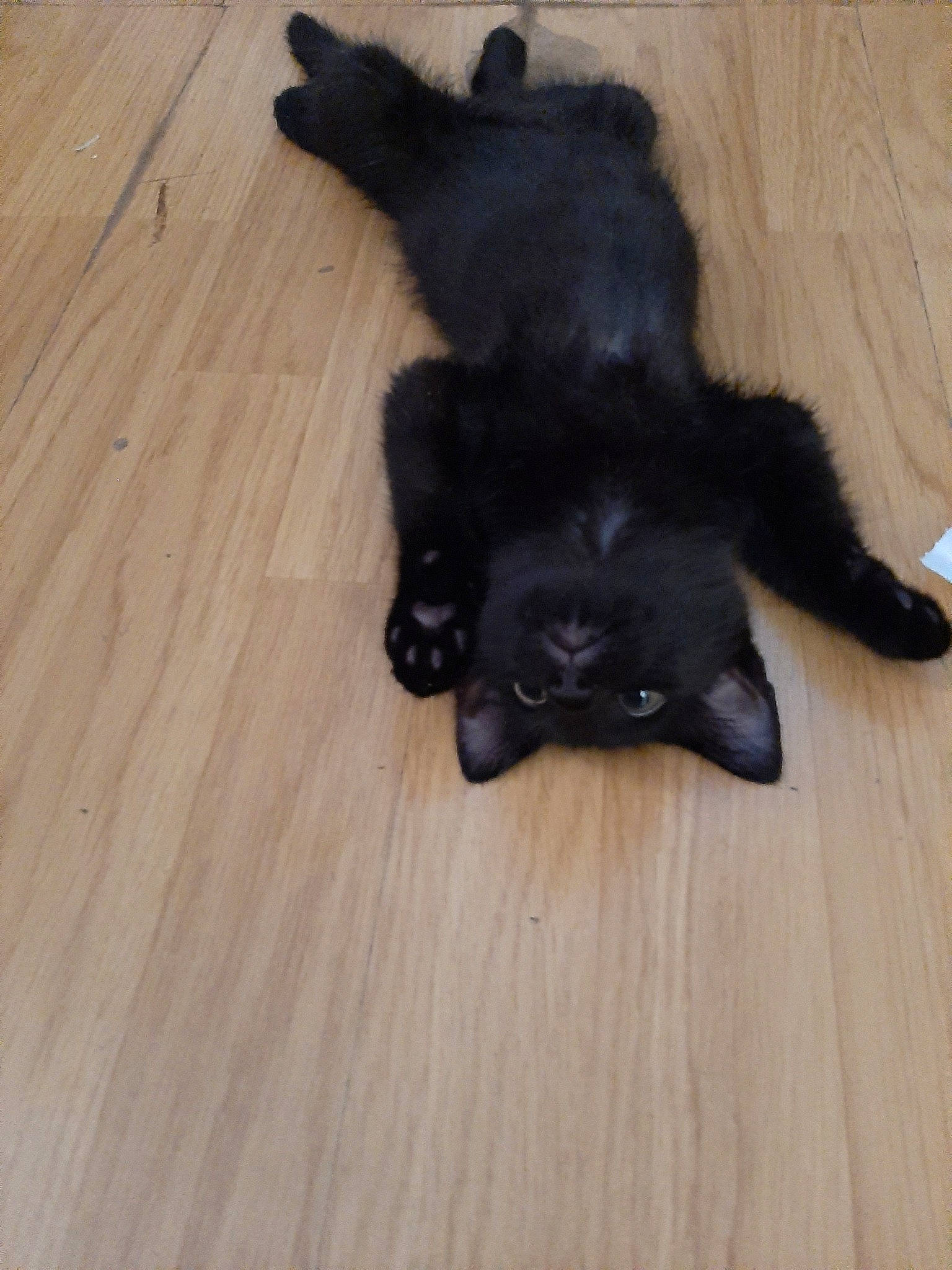 Naëmeur participe au concours pour gagner de l'argent avec cette photo : black, black_cat, bombay, canidae, carnivore, cat, claw, dog, dog_breed, fawn, felidae, floor, flooring, fur, hardwood, paw, small_to_medium_sized_cats, sporting_group, swedish_lapphund, tail