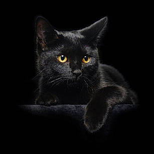 Naëmeur a rejoint le concours — aidez-le/la à gagner de superbes lots ! asian, black, black_and_white, black_cat, bombay, british_shorthair, burmese, carnivore, cat, chartreux, domestic_short_haired_cat, felidae, kitten, korat, mammal, nebelung, russian_blue, small_to_medium_sized_cats, snout, whiskers