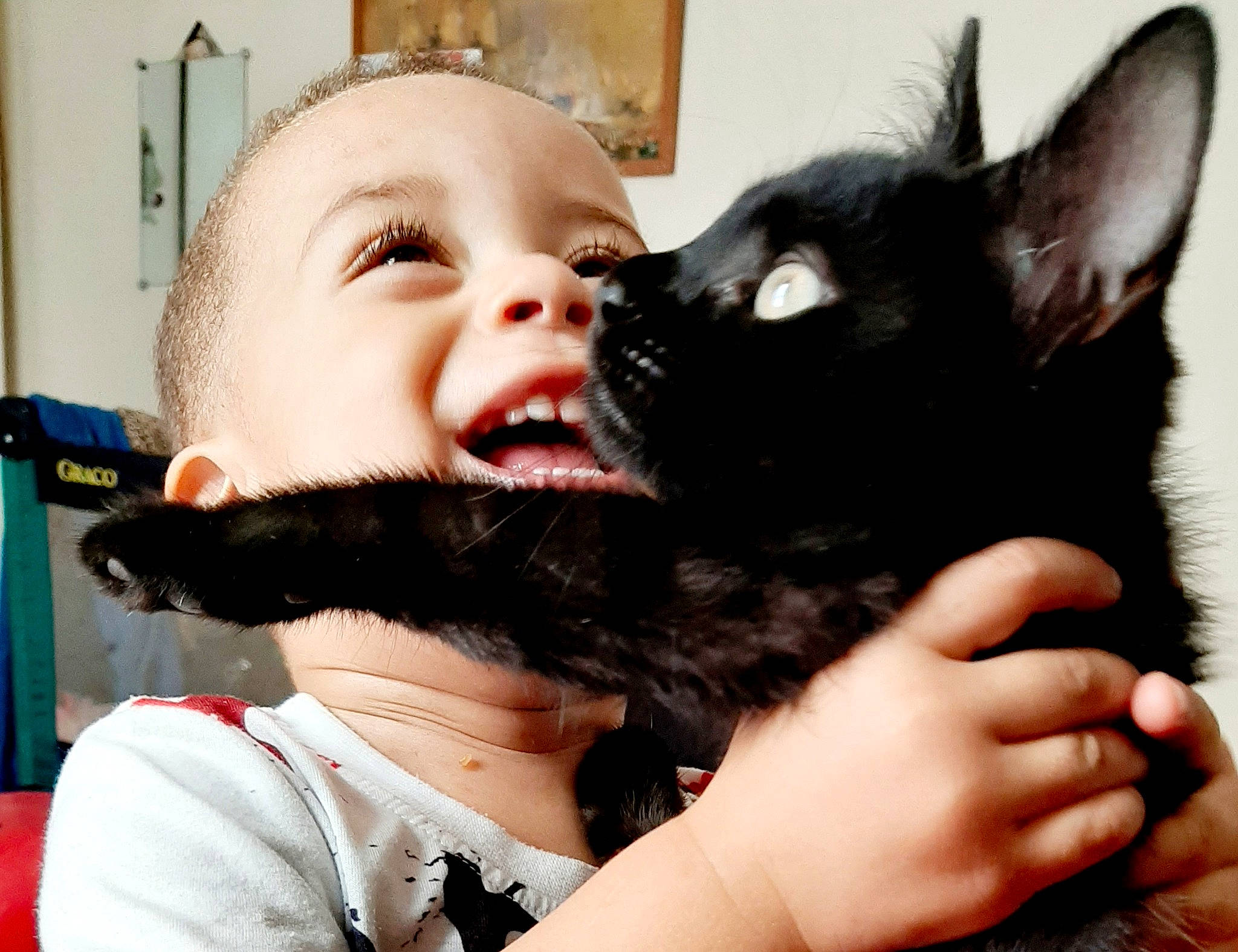 Naëmeur participe au concours pour gagner de l'argent avec cette photo : beard, black_hair, canidae, carnivore, cat, dog, ear, eye, facial_hair, fur, gesture, hand, interaction, mammal, nose, puppy_love, schipperke, skin, snout, whiskers