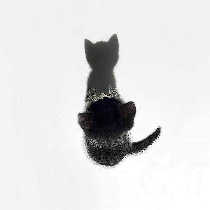 NÄmeur participe au concours pour gagner de l'argent avec cette photo : black_cat, canidae, carnivore, cat, ear, felidae, fur, kitten, scottish_terrier, small_to_medium_sized_cats, tail, whiskers