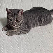 Sophie joined the competition — help win amazing prizes! cat, kitten, gray_tabby, striped_fur, pet, animal, lying_down, white_blanket, texture, indoor, curious, soft_lighting, young_cat, feline, cute, domestic_animal, whiskers, ears, paws, resting