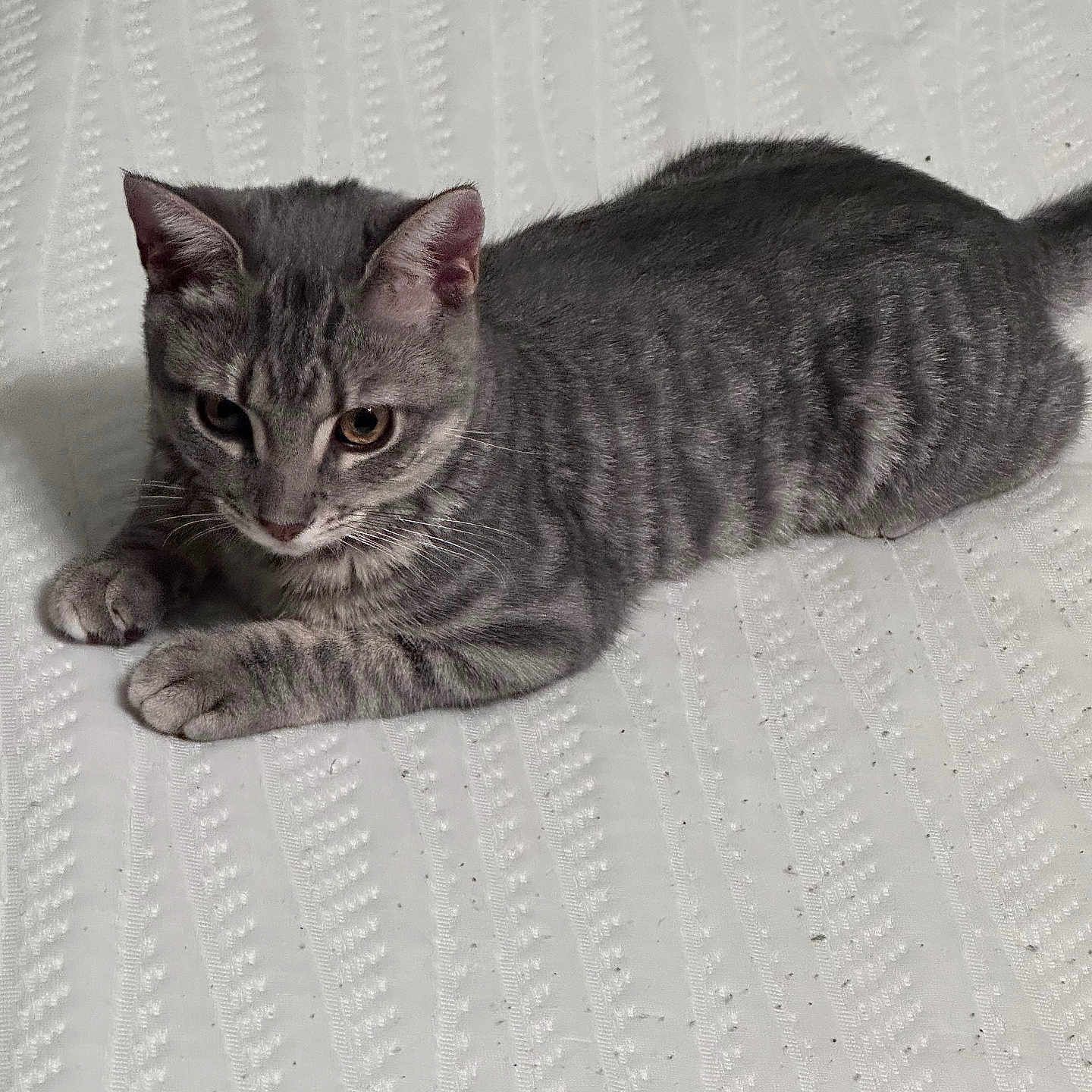 Sophie joined the competition — help win amazing prizes! animal, cat, curious, cute, domestic_animal, ears, feline, gray_tabby, indoor, kitten, lying_down, paws, pet, resting, soft_lighting, striped_fur, texture, whiskers, white_blanket, young_cat