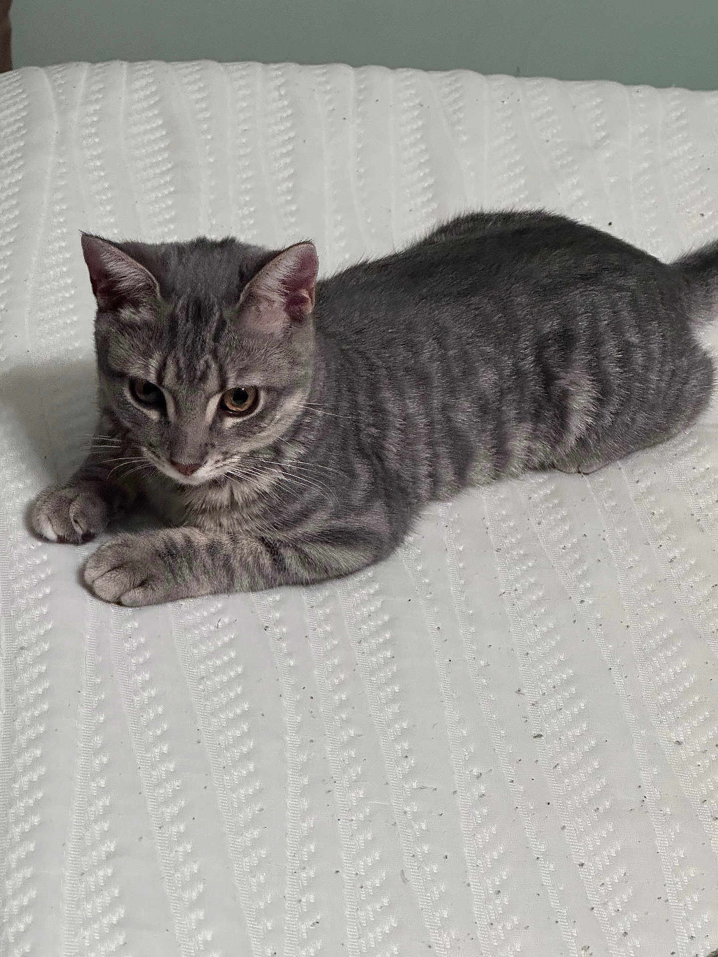 Sophie joined the competition — help win amazing prizes! cat, kitten, gray_tabby, striped_fur, pet, animal, lying_down, white_blanket, texture, indoor, curious, soft_lighting, young_cat, feline, cute, domestic_animal, whiskers, ears, paws, resting