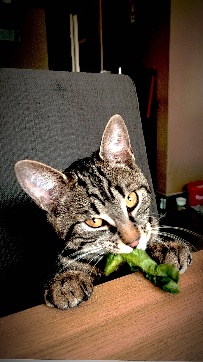 Mickey participe au concours pour gagner de l'argent avec cette photo : carnivore, cat, claw, domestic_short_haired_cat, ear, felidae, fur, paw, sitting, small_to_medium_sized_cats, snout, whiskers