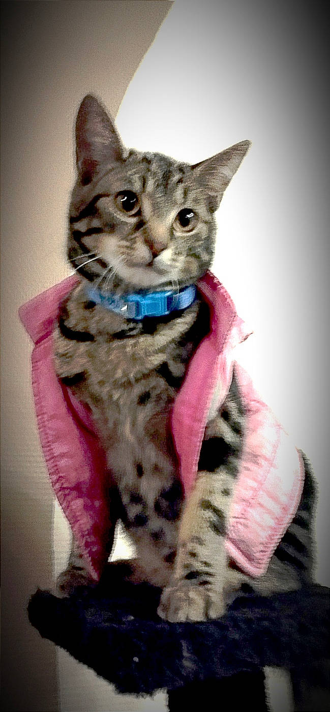 Mickey participe au concours pour gagner de l'argent avec cette photo : carnivore, cat, claw, domestic_short_haired_cat, fawn, felidae, fur, paw, pink, small_to_medium_sized_cats, snout, tail, terrestrial_animal, whiskers, wildlife